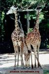 Two adult giraffes and a baby